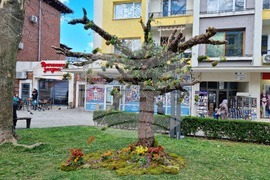 Враца - флорални фигури