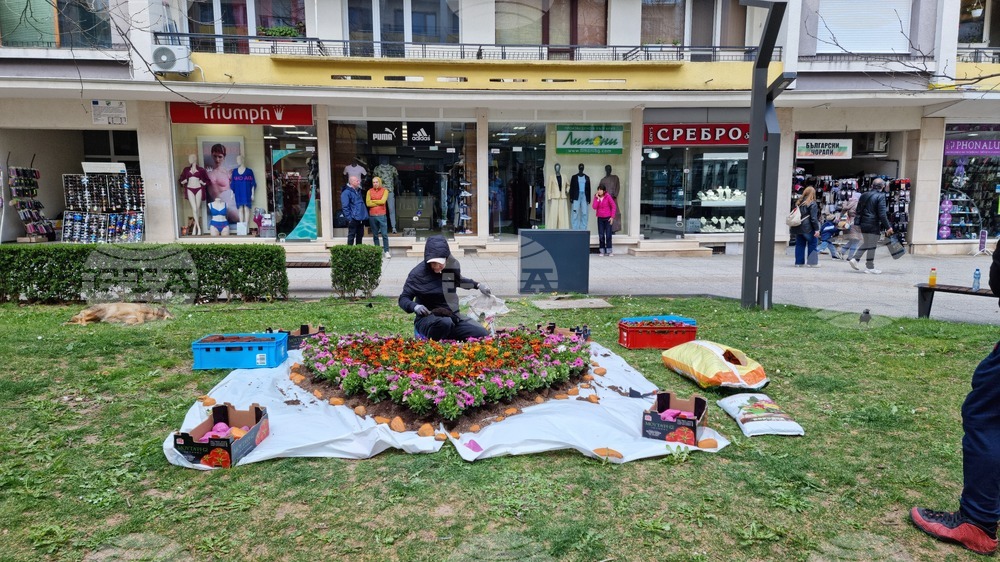 Враца - флорални фигури