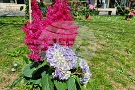 Враца - флорални фигури