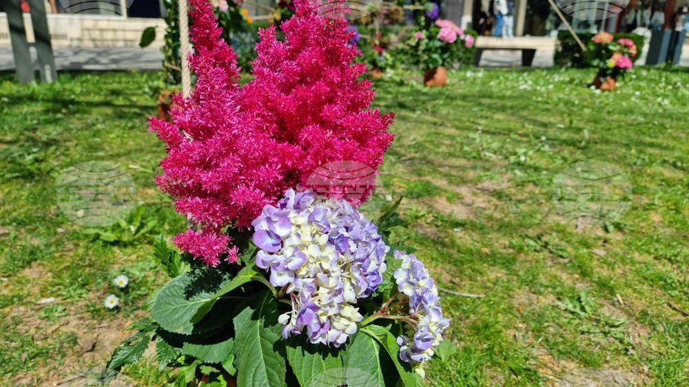 Враца - флорални фигури