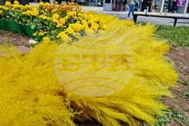 Враца - флорални фигури