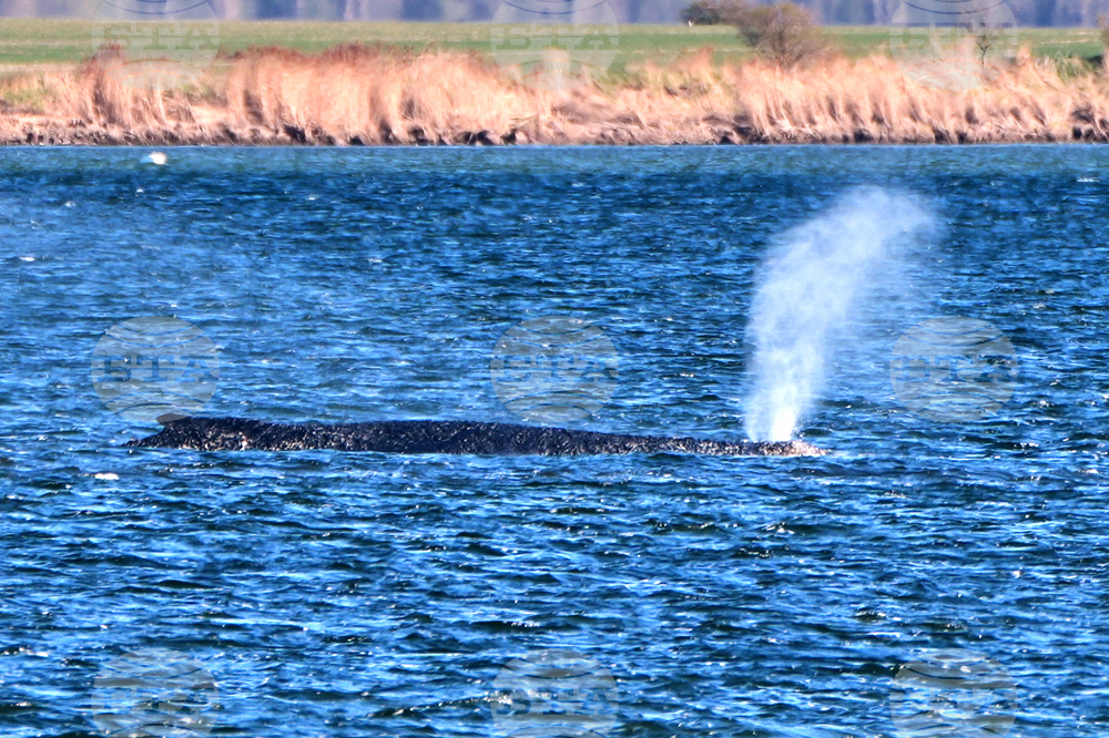Germany Whale