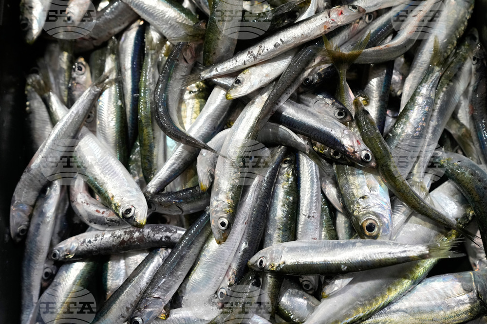 Croatia Fuel Fishermen