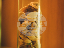 Албена - Flamingo Grand Hotel & Spa & Elements SPA