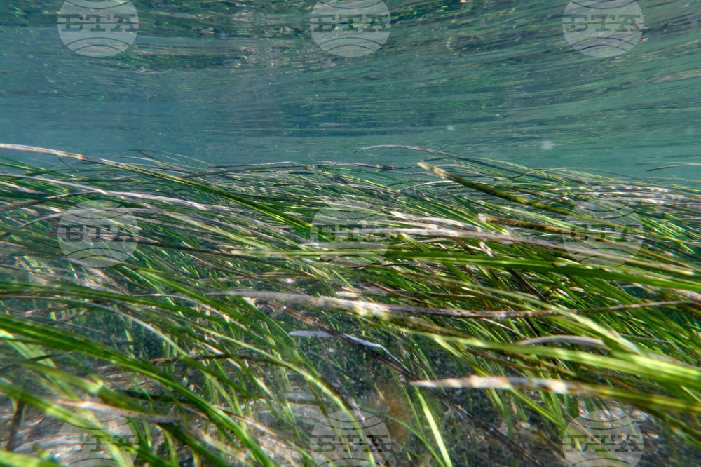 Climate Solution Rebuilding Species