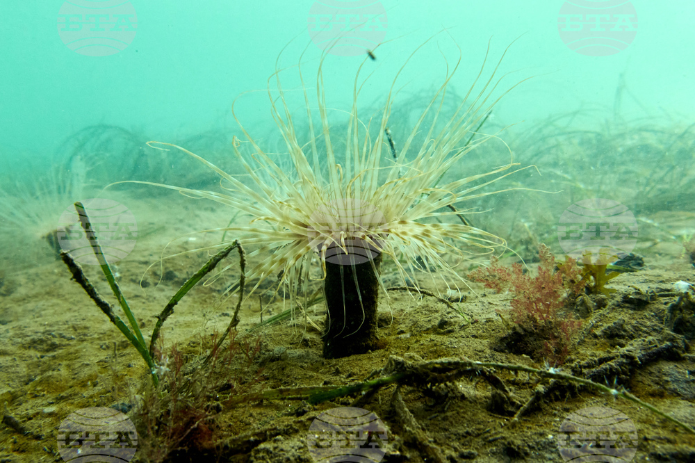 Climate Solution Rebuilding Species