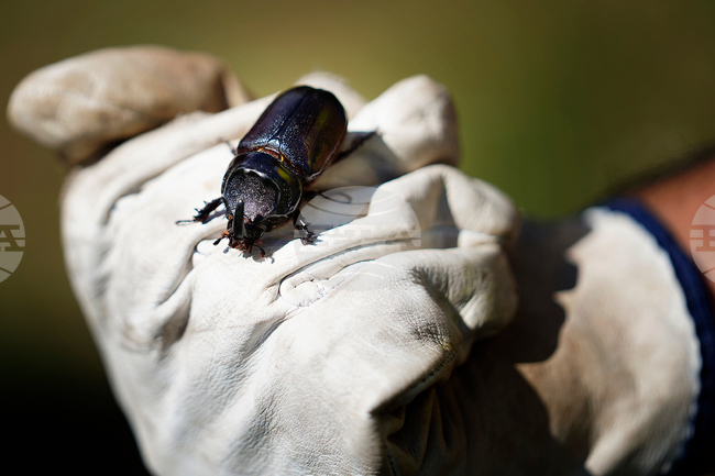 Hawaii-Palm Killing Beetle