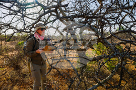 Climate Ethiopia Myrrh