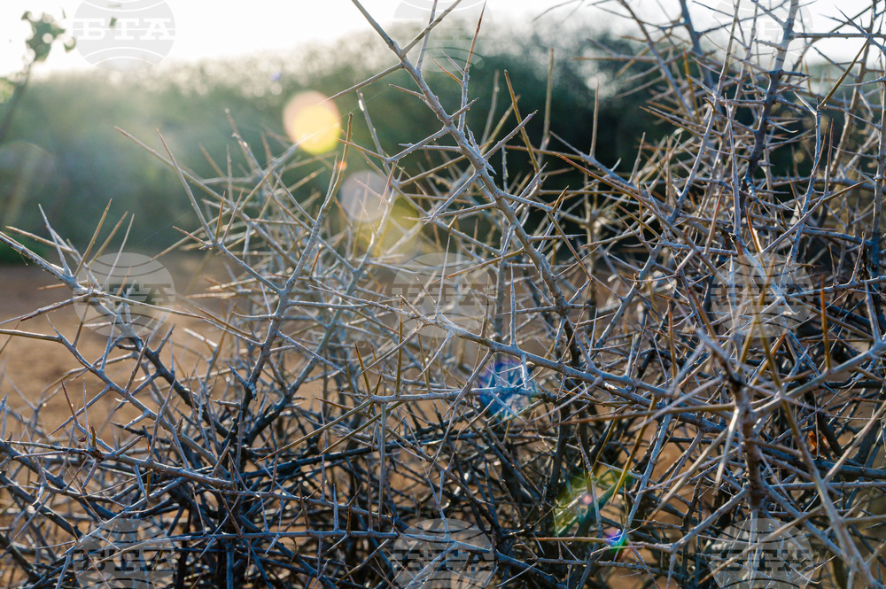 Climate Ethiopia Myrrh