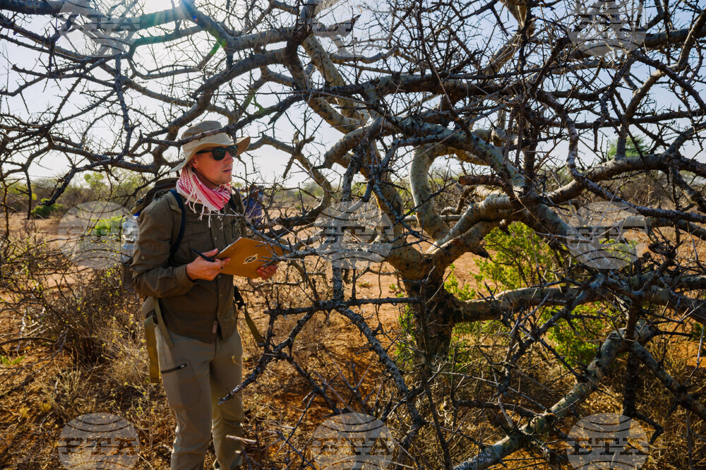 Climate Ethiopia Myrrh