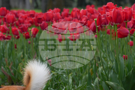 Tulip Festival Bark For Life