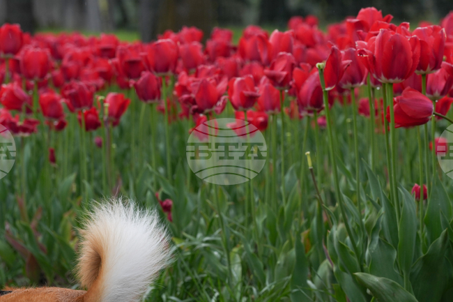 Tulip Festival Bark For Life