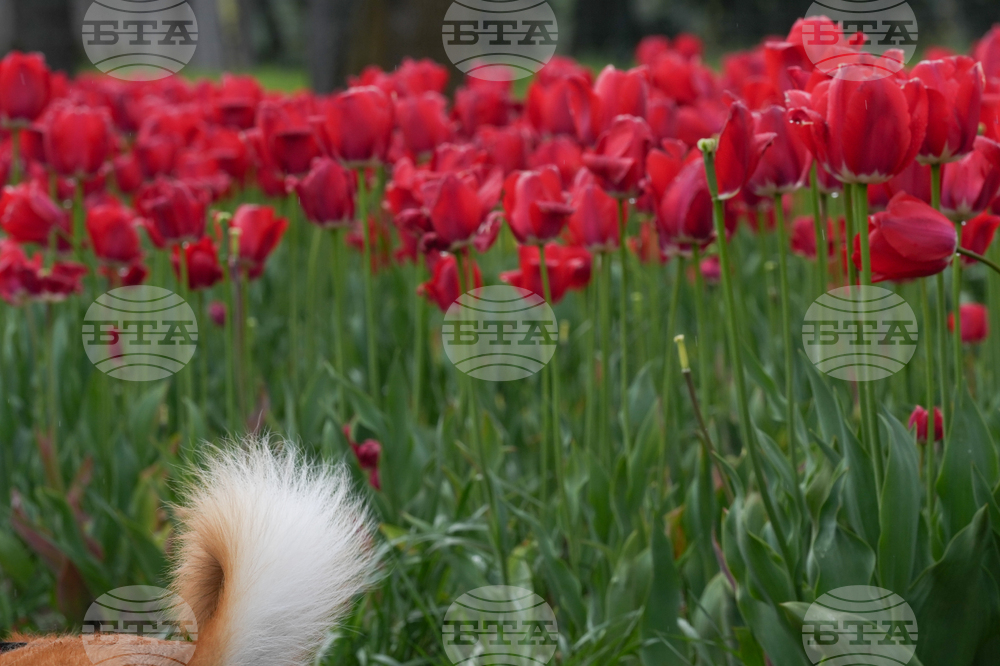 Tulip Festival Bark For Life