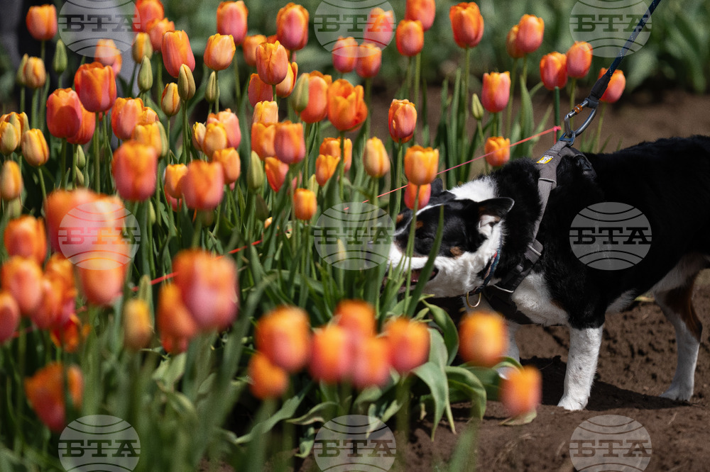 Tulip Festival Bark For Life