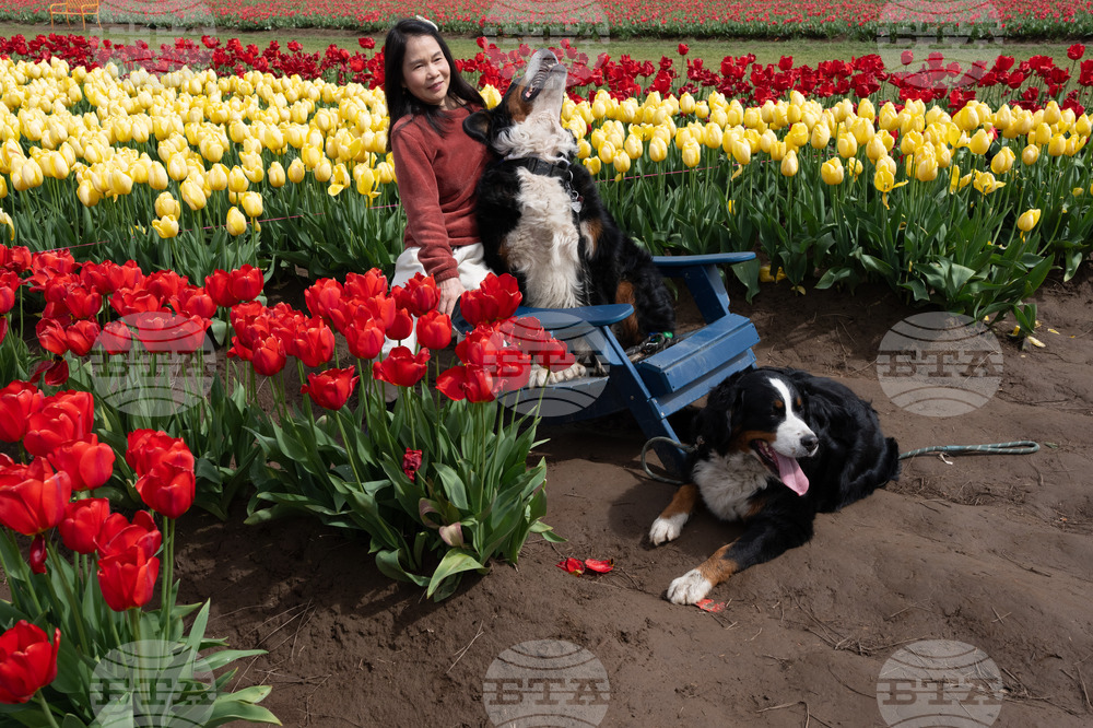 Tulip Festival Bark For Life