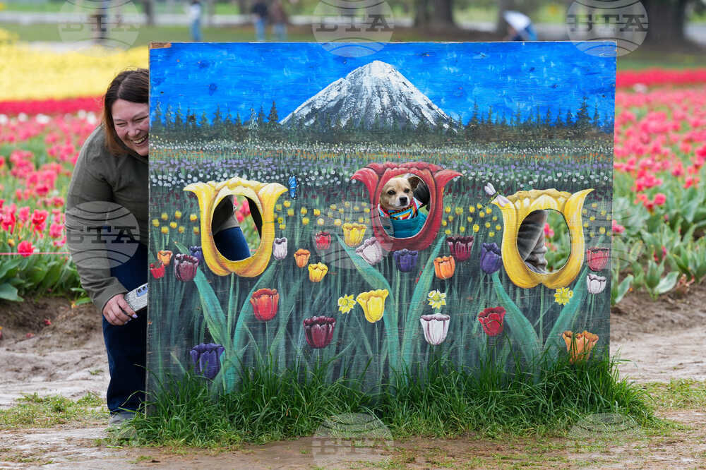 Tulip Festival Bark For Life