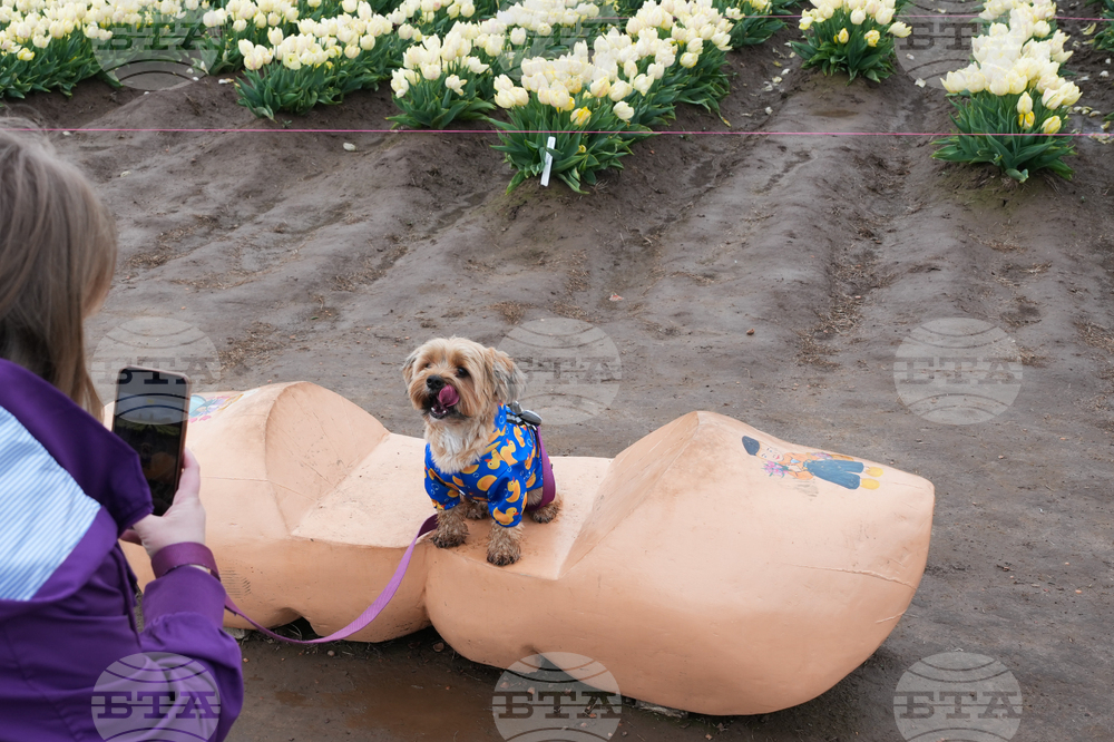 Tulip Festival Bark For Life