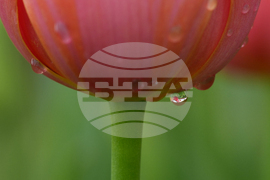 Tulip Festival Bark For Life