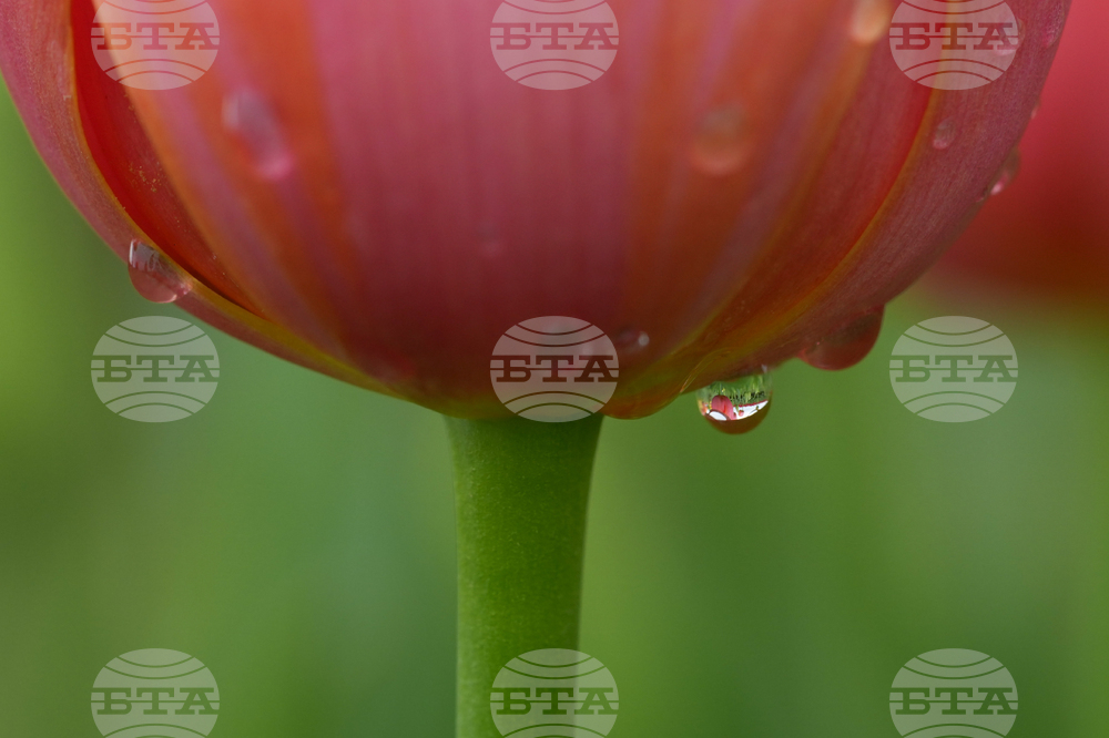 Tulip Festival Bark For Life