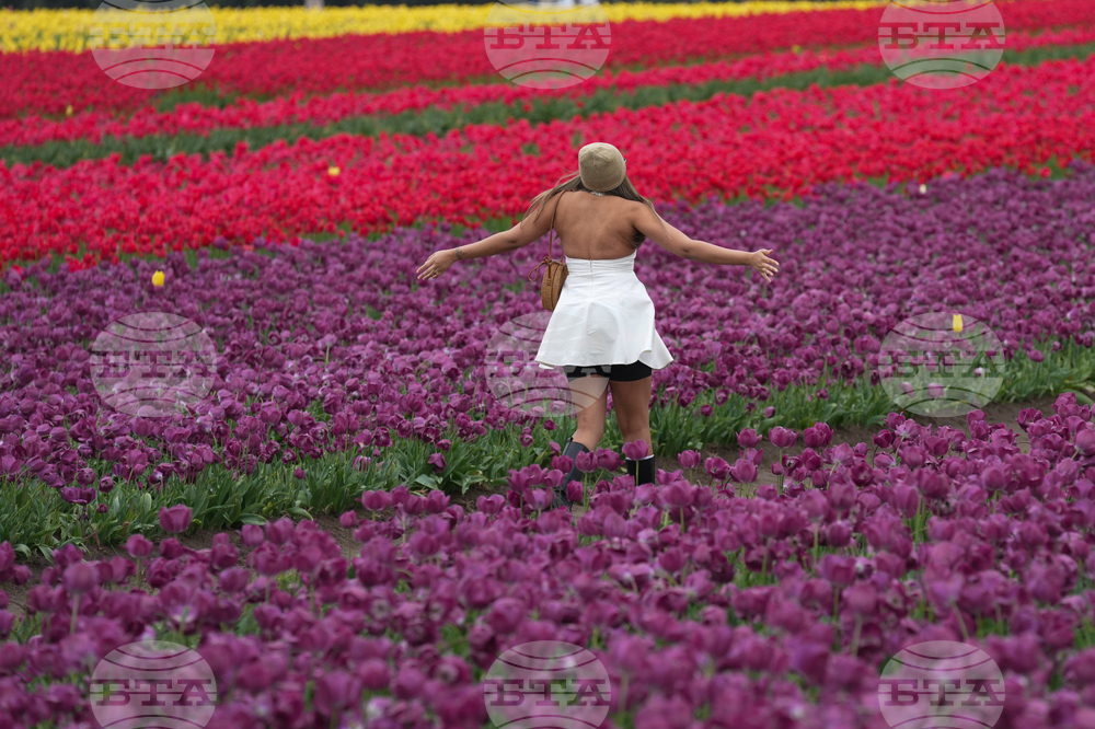 Tulip Festival Bark For Life