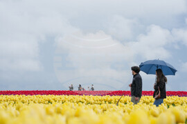 Tulip Festival Bark For Life