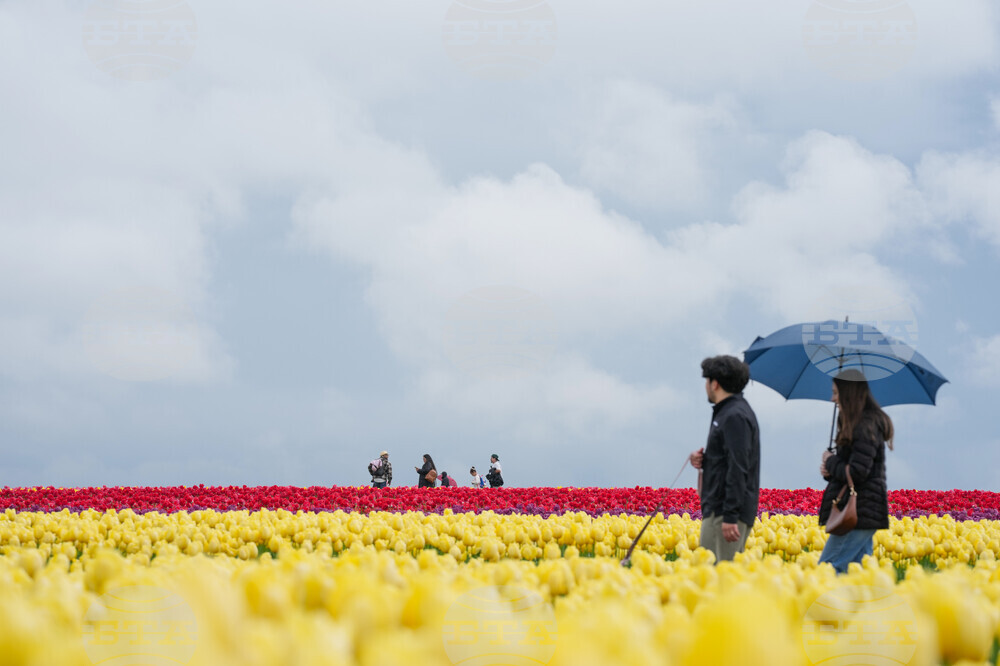 Tulip Festival Bark For Life