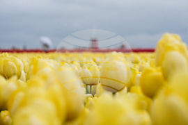 Tulip Festival Oregon Daily Life