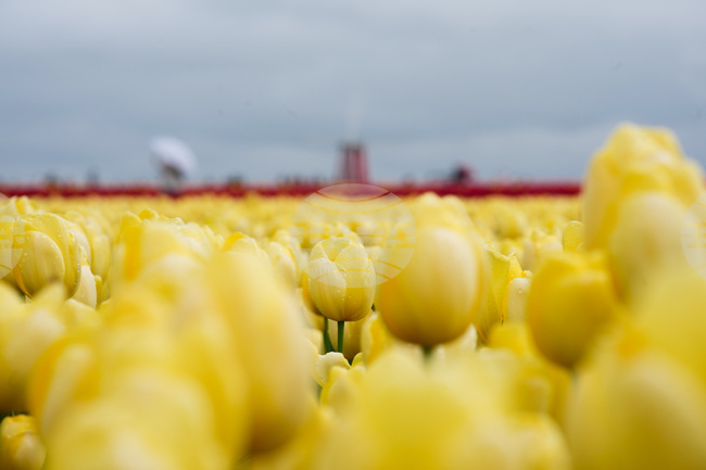Tulip Festival Oregon Daily Life