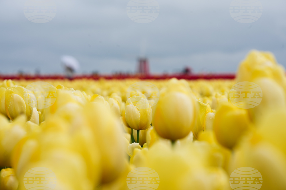 Tulip Festival Oregon Daily Life