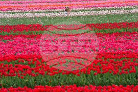 Tulip Festival Oregon Daily Life