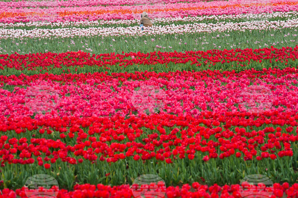 Tulip Festival Oregon Daily Life