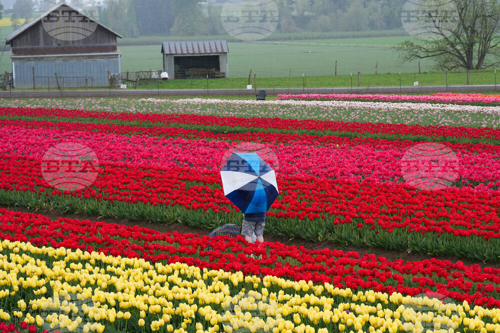 Tulip Festival Oregon Daily Life