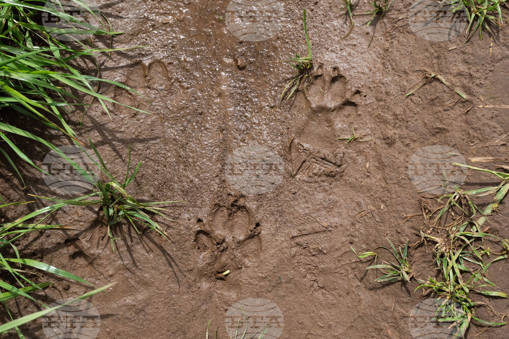 Tulip Festival Bark For Life