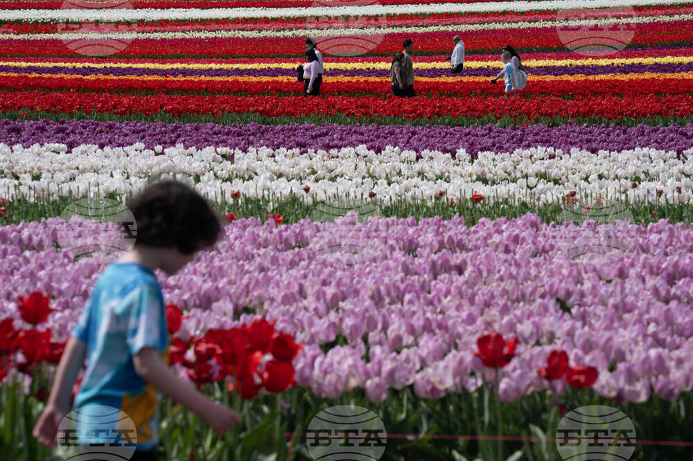 Tulip Festival Oregon Daily Life