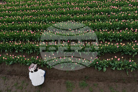 Tulip Festival Oregon Daily Life