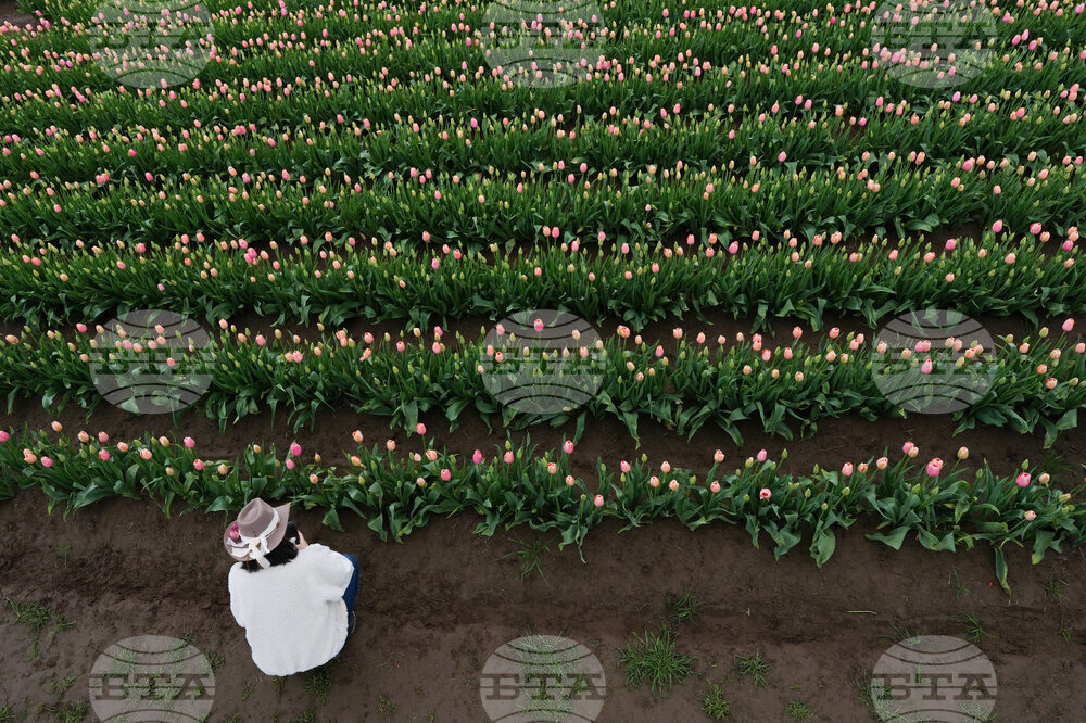 Tulip Festival Oregon Daily Life