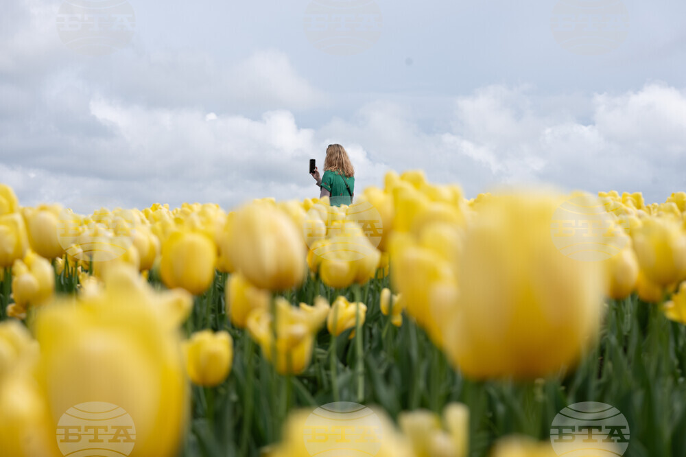 Tulip Festival Oregon Daily Life