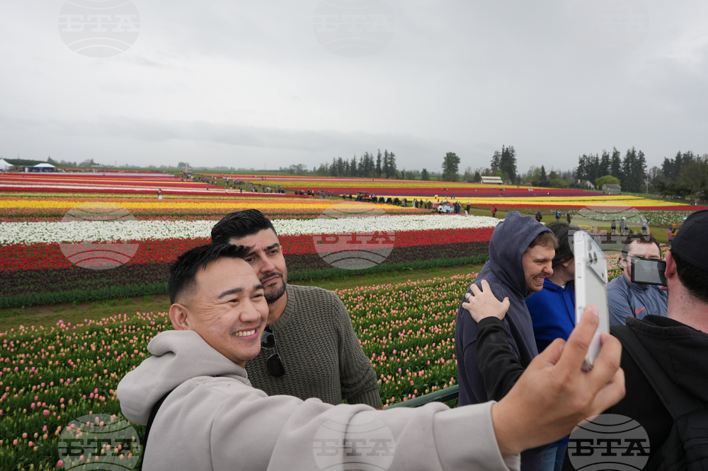 Tulip Festival Oregon Daily Life