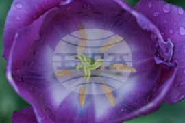 Tulip Festival Oregon Daily Life