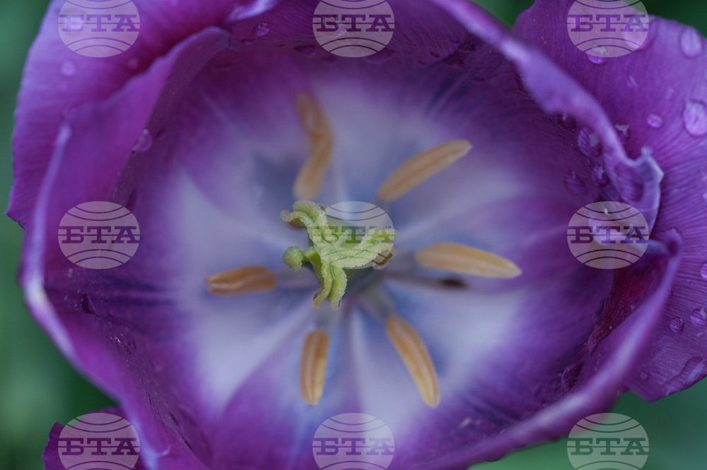 Tulip Festival Oregon Daily Life