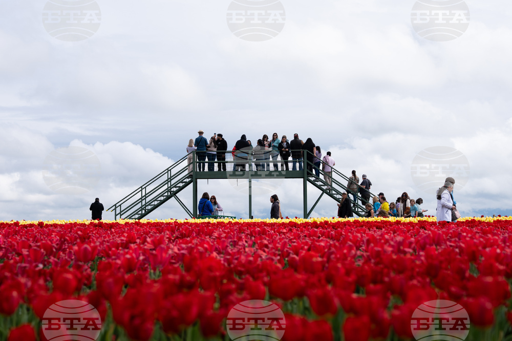 Tulip Festival Oregon Daily Life