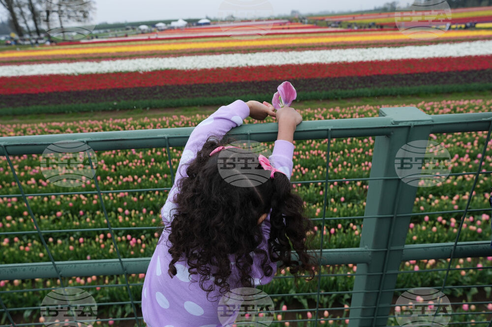 Tulip Festival Oregon Daily Life