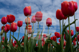 Tulip Festival Oregon Daily Life