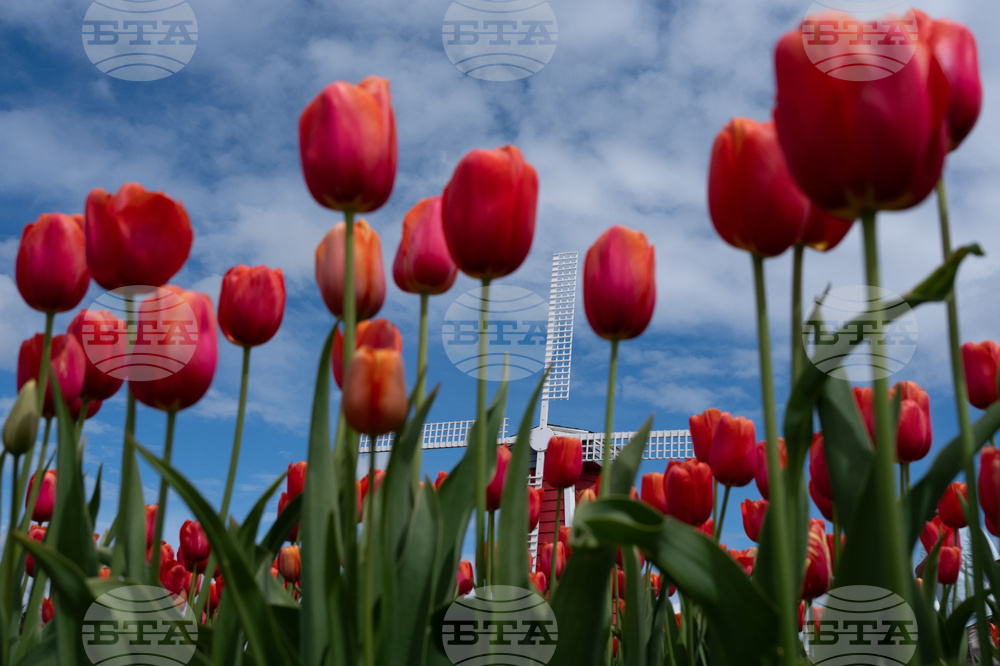 Tulip Festival Oregon Daily Life