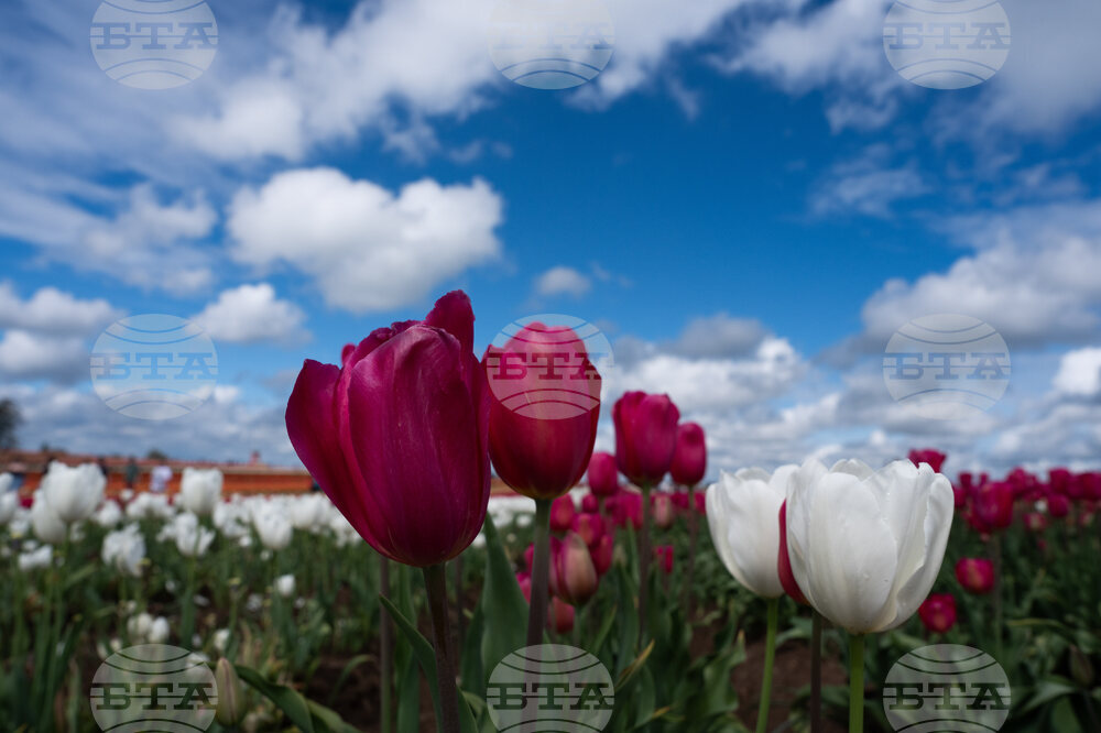 Tulip Festival Oregon Daily Life