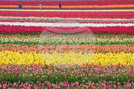 Tulip Festival Oregon Daily Life