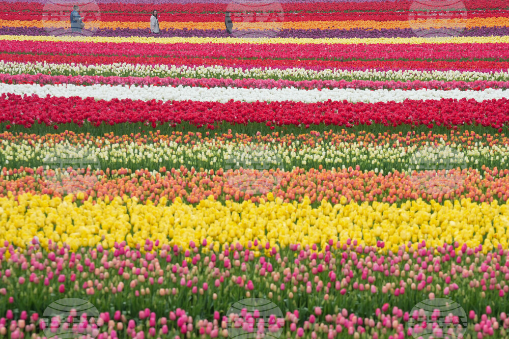 Tulip Festival Oregon Daily Life