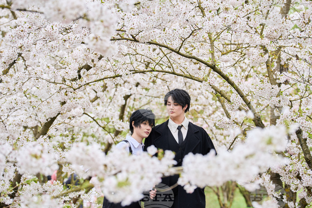 Germany Cherry Blossoms