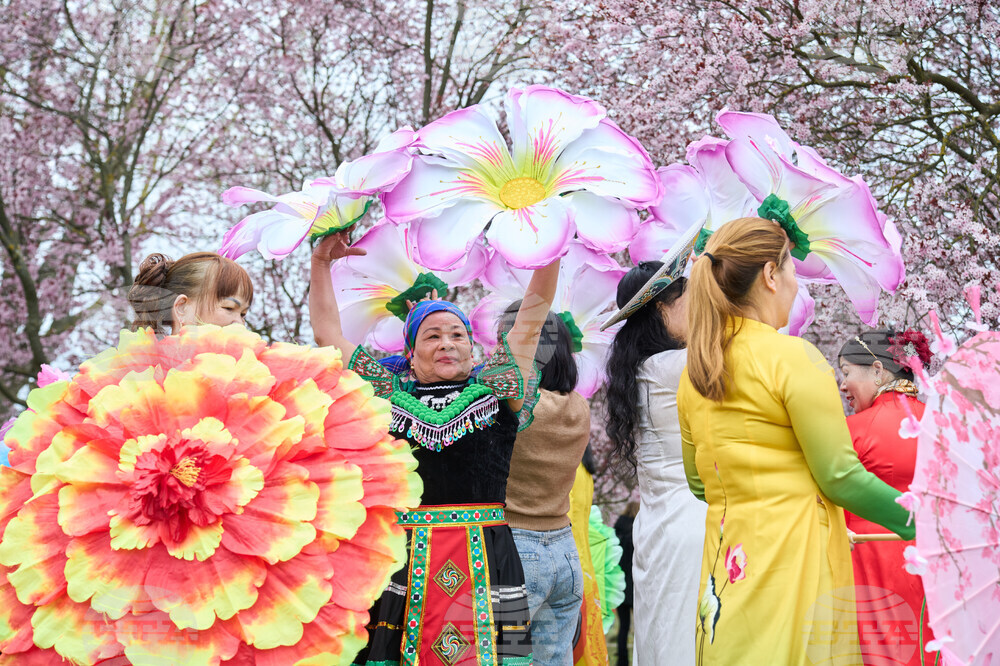 Germany Cherry Blossoms