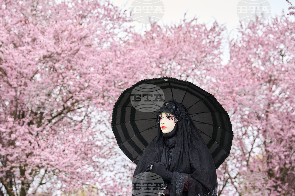 Germany Cherry Blossoms